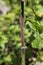 Scutellaria albida - wild plant