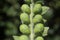 Scutellaria albida - wild plant