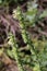 Scutellaria albida - Wild plant shot in the spring