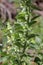 Scutellaria albida - Wild plant shot in the spring