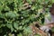 Scutellaria albida - Wild plant shot in the spring