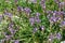 Scutellaria alpina in the Alps