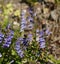 Scutellaria barbata, barbed skullcap