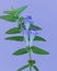 Scutellaria galericulata, the common skullcap, marsh skullcap or hooded skullcap