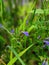 Scutellaria lateriflora or blue skullcap blue flowers with green leaves