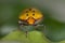 Scutelleridae Jewel bug