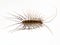 Scutigera coleoptrata (house centipede) on white