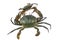 Scylla serrata. Big crab use the claw to fight small crab on white background.