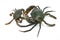 Scylla serrata. Big crab use the claw to fight small crab on white background.