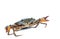 Scylla serrata. Mud crab on white background with copy space.