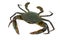 Scylla serrata. Mud crab on white background with copy space. Raw materials for seafood