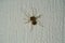 Scytodes univittata spider walking on a white wall