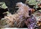 Sea anemone or actinia isolated close â€“ up view