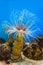 Sea anemone anemone with white tentacles in the aquarium