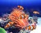 Sea anemone and clown fish