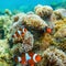 Sea anemone and clown fish