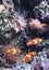 Sea anemone and clown fish in marine aquarium. Corals, anemones, tropical fish