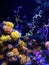 Sea anemone colony vertical