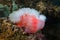A sea anemone Heteractis magnifica Pacific ocean