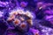 Sea anemone purple underwater world