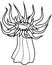 Sea anemone with tentacles coloring page