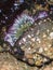 Sea anemone, tide pool, Monterey, CA