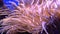 Sea anemone, which live in symbiosis amphiprion fish