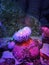 Sea anemones