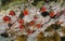 Sea anemones beadlet anemone Actinia equina