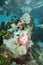 Sea anemones with fish damselfish Pacific ocean
