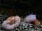 Sea anemones are a group of water-dwelling, predatory animals of the order Actiniaria in aquarium