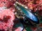 Sea Anemones and mussel shell