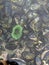 Sea anemones and mussels at bottom of tidal pool. Botanical Beach in low tide, Vancouver Island, BC, Canada