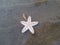 Sea animal on beach called starfish
