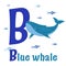 Sea Animals Alphabet. ABC for children. Letter B