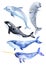 Sea animals isolated on white background. Killer whale, blue whale, beluga whale, narwhal and bottlenose dolphin