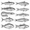 Sea animals, ocean fish species outline icons set