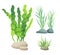 Sea or Aquarium Algae Types Color Illustration Set