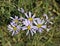 Sea Aster