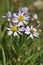 Sea Aster