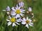 Sea Aster