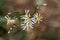 Sea aster Tripolium pannonicum