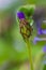 Sea aster or Tripolium pannonicum, beautiful lilac little wild flower.