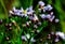 Sea aster or Tripolium pannonicum, beautiful lilac little wild flower movement under the wind in vibrant light.