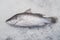 Sea bass fish on crushed ice
