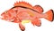 Sea Bass fish - red bass