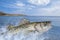 Sea bass fishing. Seabass fish jumping with splashing in water on ocean landscape background