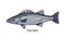 Sea bass, realistic drawing in vintage realism style. Detailed ocean fish. Marine water animal species, seabass. Hand