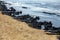 The sea and the beach are polluted with oil. A crude oil spill on the sand of a city beach. Beach oil spill impact, pollution,