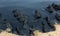 The sea and the beach are polluted with oil. A crude oil spill on the sand of a city beach. Beach oil spill impact, pollution,